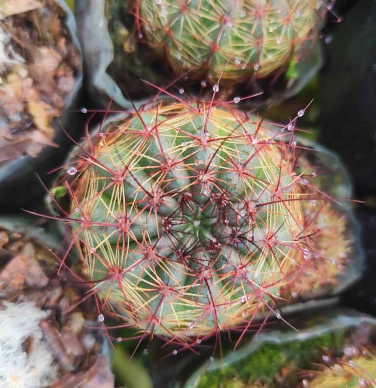Cactus