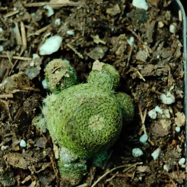 Rebutia heliosa - Image 11