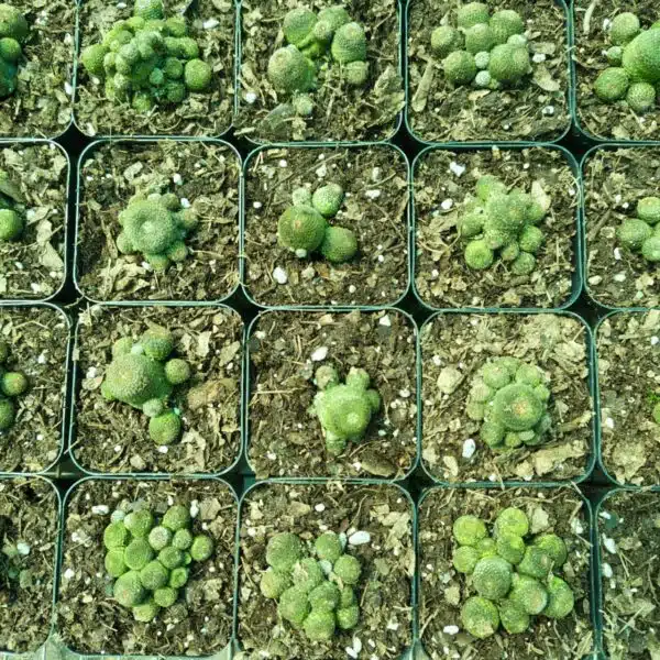 Rebutia heliosa - Image 2