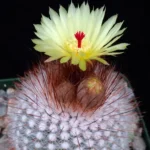 Notocactus (Parodia) scopa v. rubra