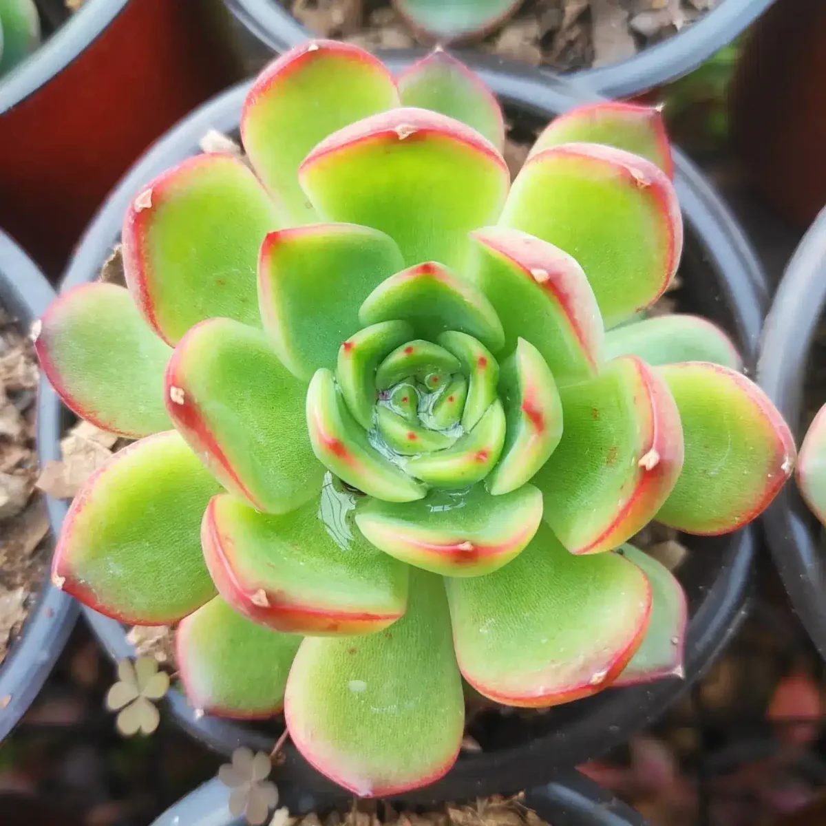 Succulent - Image 2