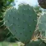 Opuntia Blue