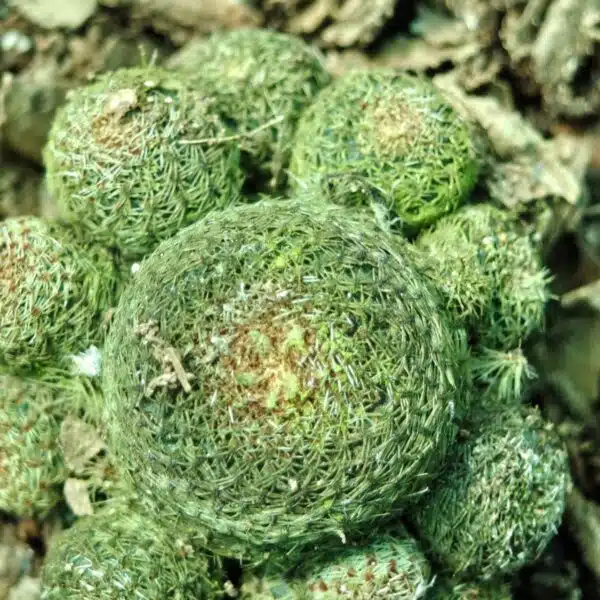 Rebutia heliosa - Image 13