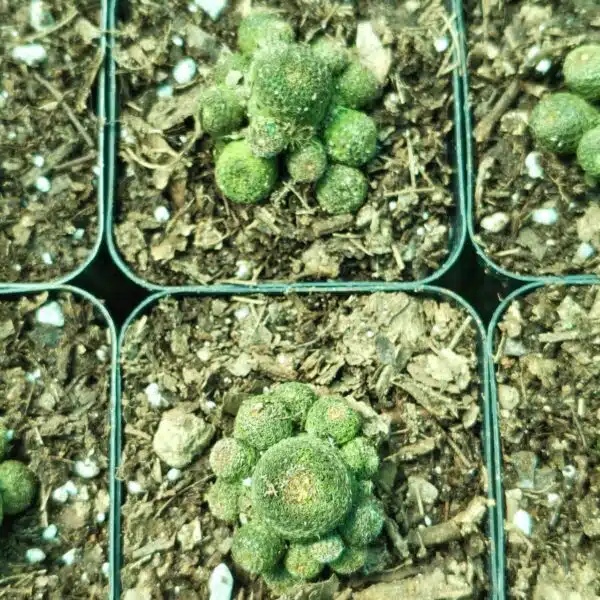 Rebutia heliosa - Image 15