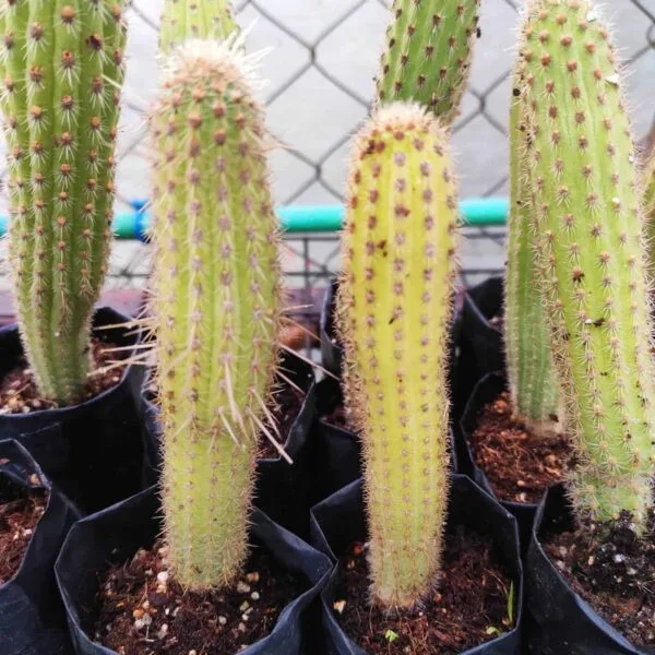 Cleistocactus Baumannii - Image 2