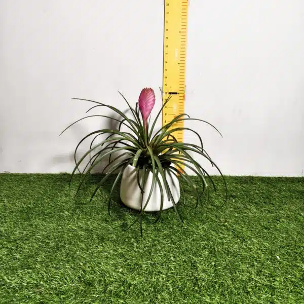 Tillandsia (Wallisia cyanea or pink quill) - Image 2
