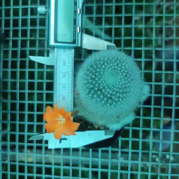 Aylostera muscula - Image 3