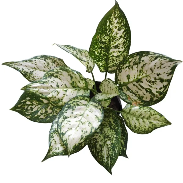 Aglaonema Snow White - Image 2