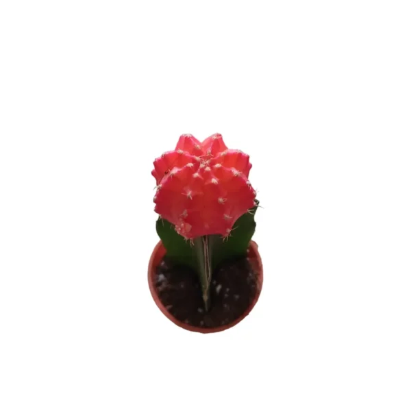 Moon Cactus Orange (Grafted) - Cactus Plant