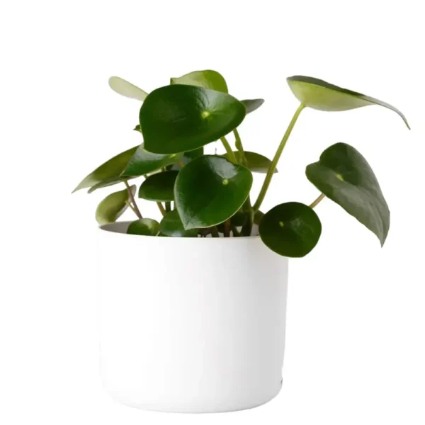 Peperomia Raindrop/Coin Plant (Polybotrya) - Image 3