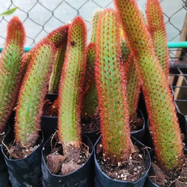 Cleistocactus Winteri (Red Monkey Tail) - Image 2