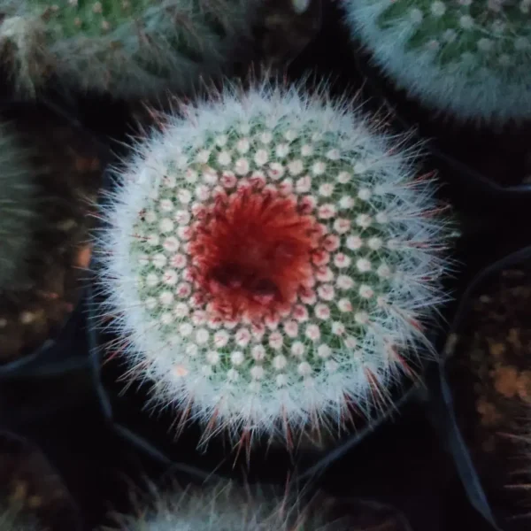 Notocactus (Parodia) scopa v. rubra - Image 3
