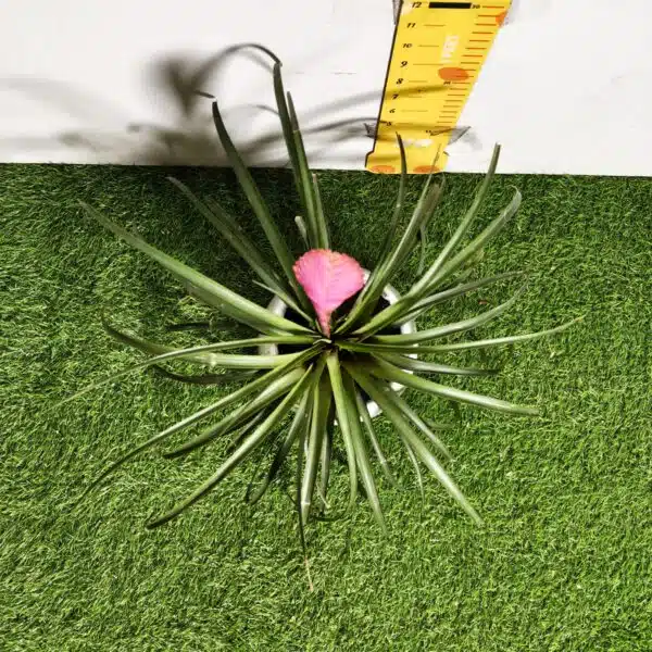 Tillandsia (Wallisia cyanea or pink quill) - Image 10