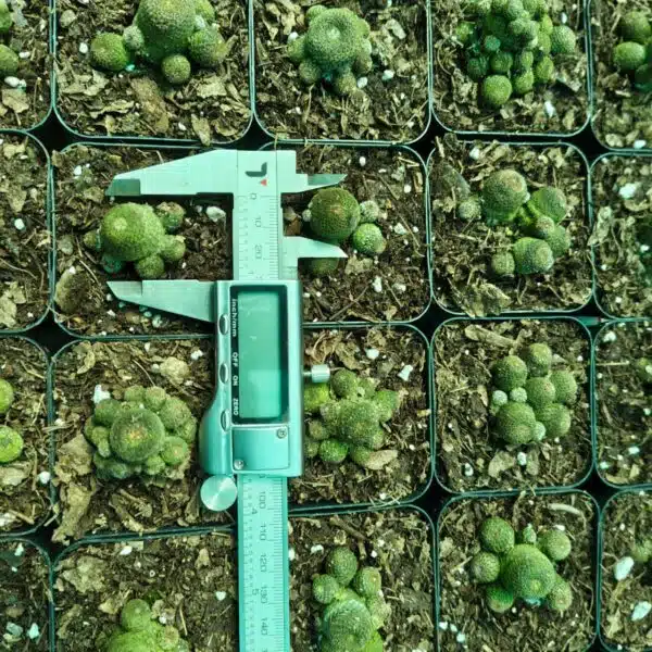 Rebutia heliosa - Image 7