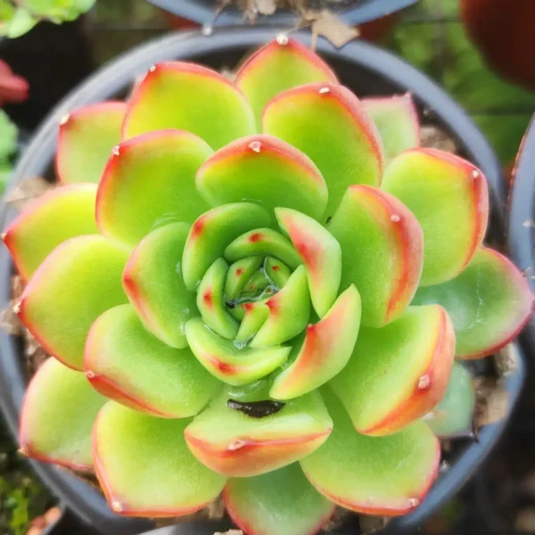 Succulent