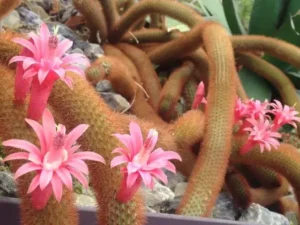 Cleistocactus Winteri Red (Disocactus flagelliformis)-Rat Tail Cactus