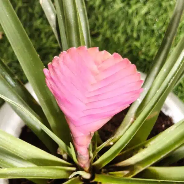 Tillandsia (Wallisia cyanea or pink quill) - Image 13