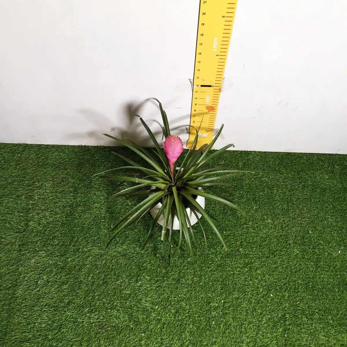 Tillandsia (Wallisia cyanea or pink quill) - Image 6