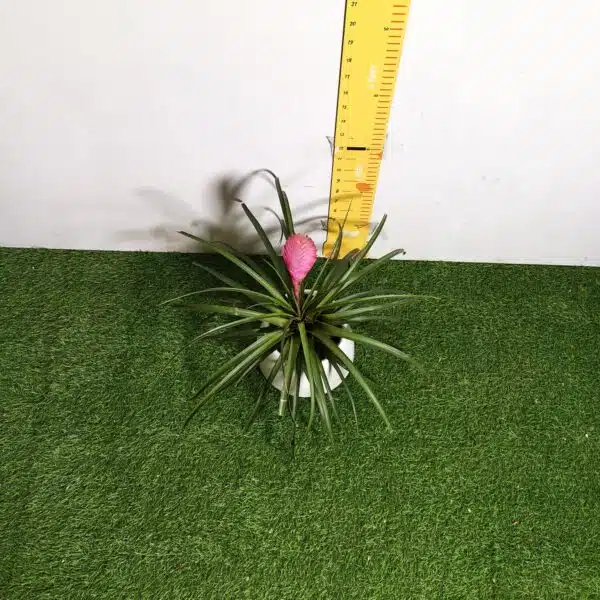 Tillandsia (Wallisia cyanea or pink quill) - Image 6