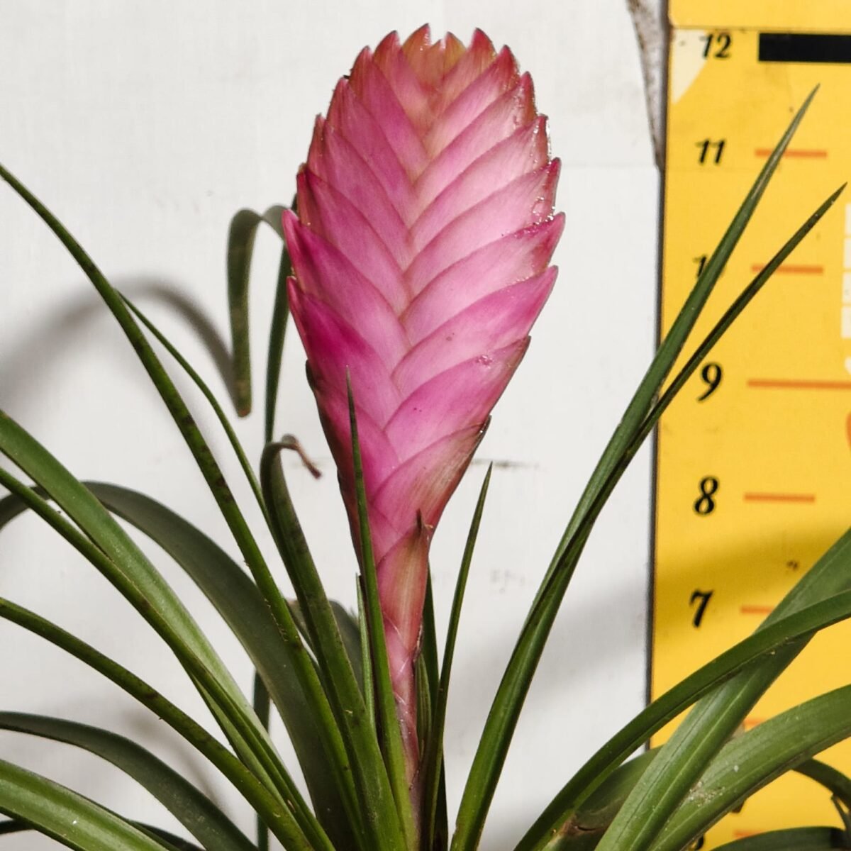 Tillandsia (Wallisia cyanea or pink quill) - Image 5