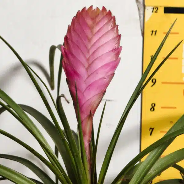 Tillandsia (Wallisia cyanea or pink quill) - Image 5