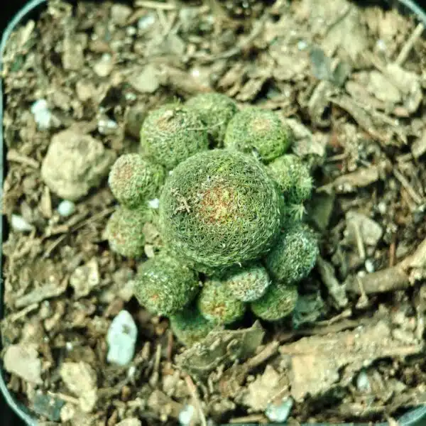 Rebutia heliosa - Image 14