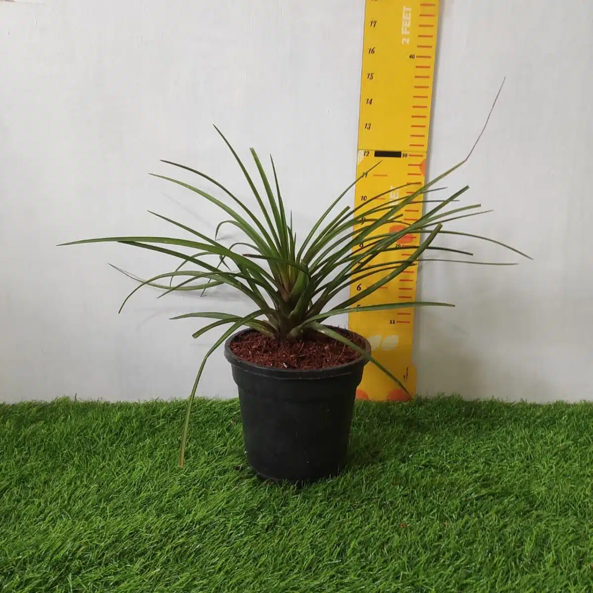 Tillandsia (Wallisia cyanea or pink quill) - Image 16