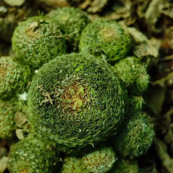 Rebutia heliosa - Image 12