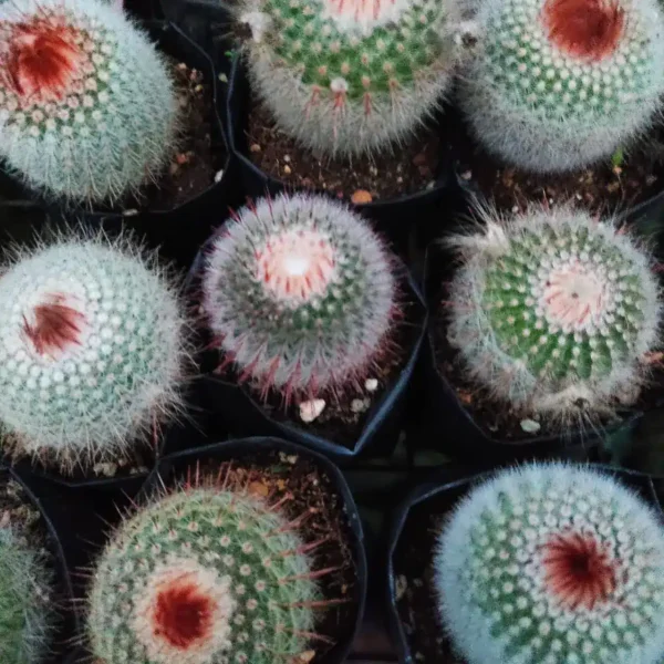 Notocactus (Parodia) scopa v. rubra - Image 4