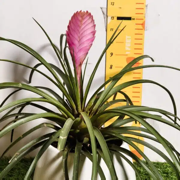 Tillandsia (Wallisia cyanea or pink quill) - Image 4