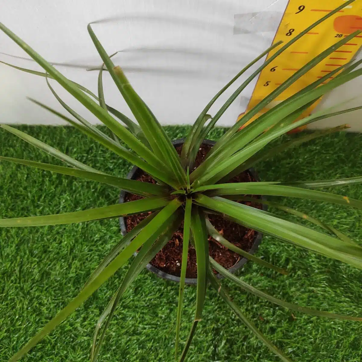 Tillandsia (Wallisia cyanea or pink quill) - Image 17