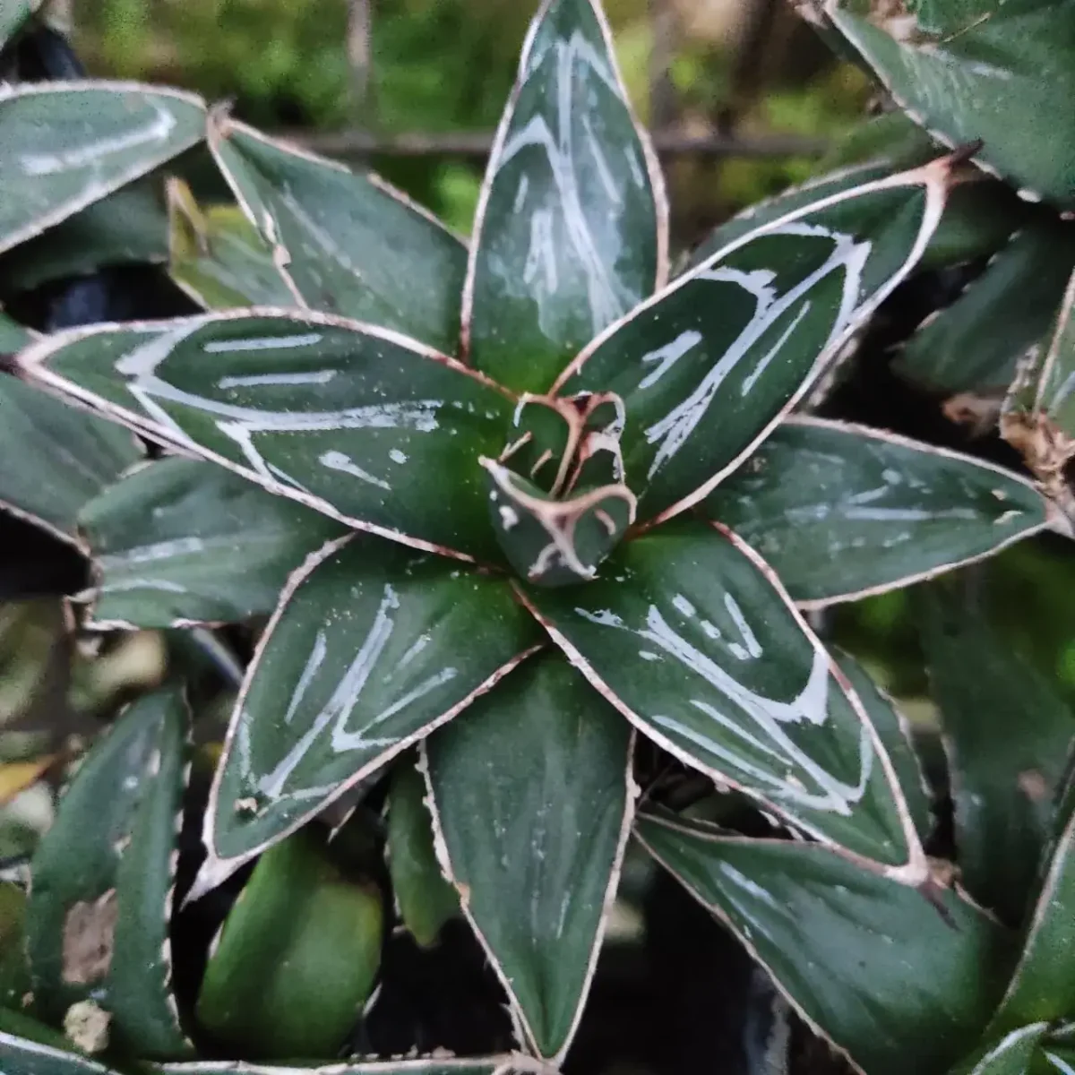 Agave victoriae-reginae 「special」 235 Agave Victoriae-Reginae (Queen Victoria) — GDNC Nursery