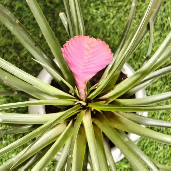 Tillandsia (Wallisia cyanea or pink quill) - Image 12