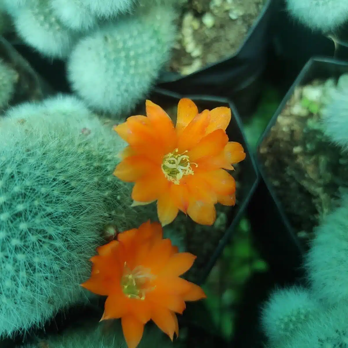 Aylostera muscula - Image 4