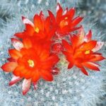 Notocactus haselbergii (Scarlet Ball Cactus)