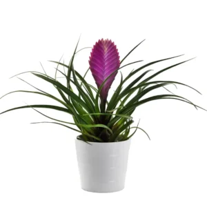 Tillandsia (Wallisia cyanea or pink quill)