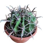 Ferocactus Horridus