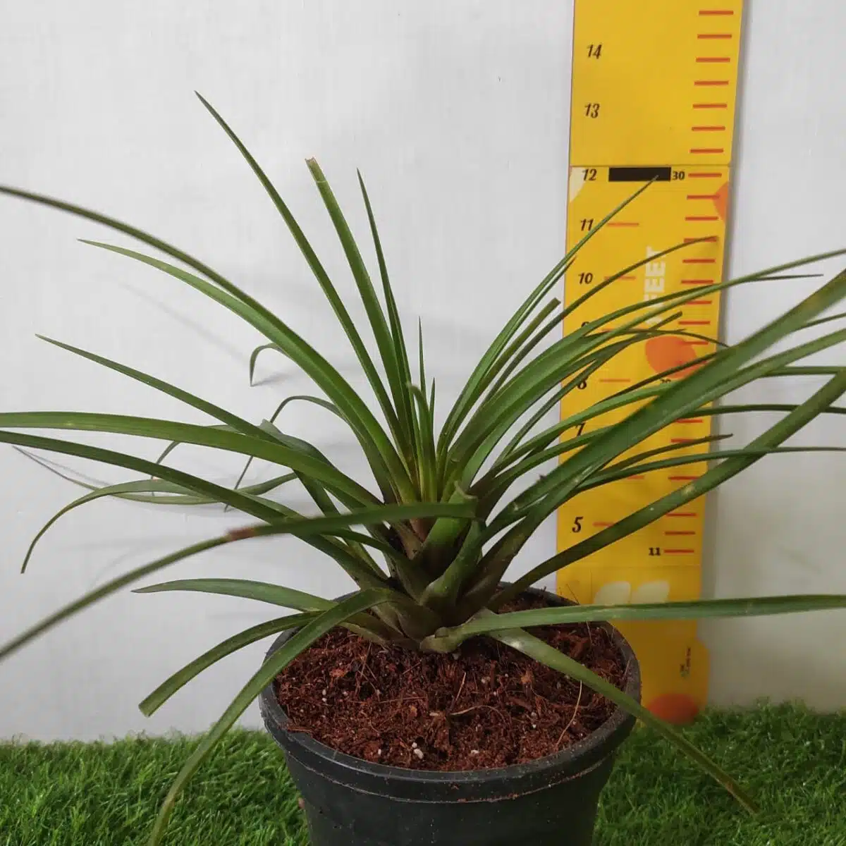 Tillandsia (Wallisia cyanea or pink quill) - Image 15