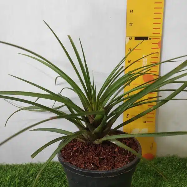 Tillandsia (Wallisia cyanea or pink quill) - Image 15