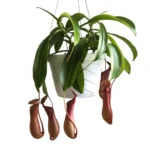 Pitcher Plants-Monkey Cups-Nepenthes