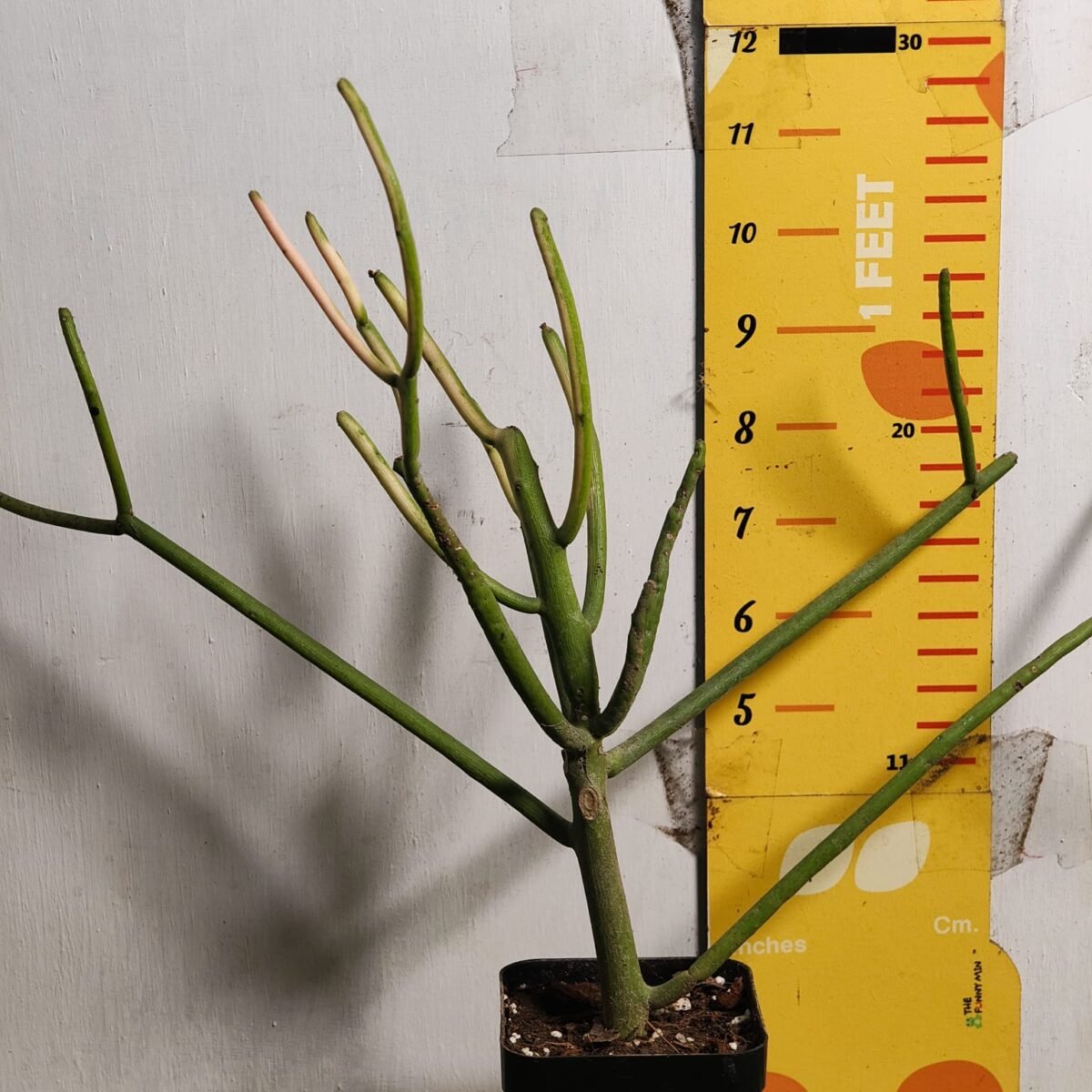 Euphorbia Tirucalli/ Fire Stick (Sticks on Fire/Red Pencil Cactus) Plant - Image 18