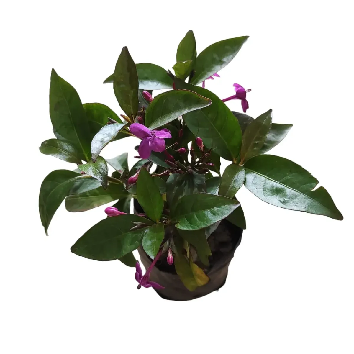 Nil tagar/Jasmine Plant - Image 2