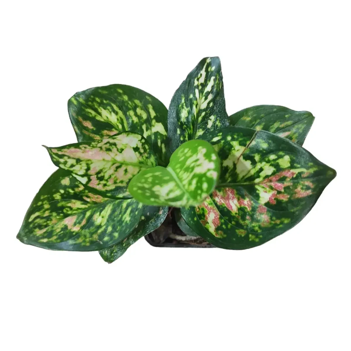 Aglaonema Anyamanee Tricolour - Image 6