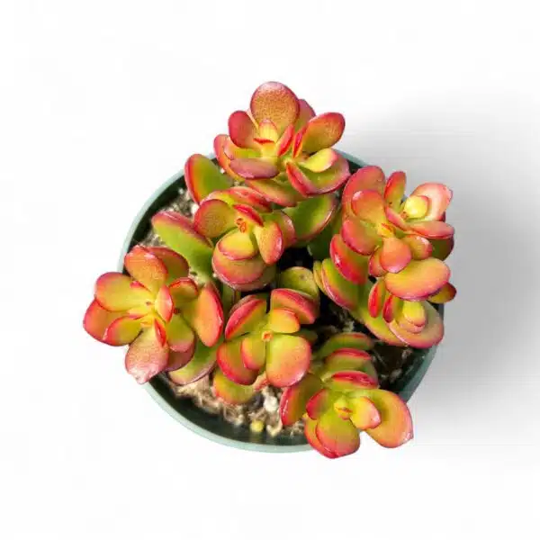 Kuberaksha 'Crosby's Compact' (Crassula ovata Red Dwarf Jade) - Image 9