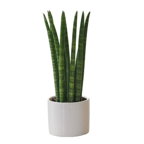 Sansevieria Cylindrica 'Patula
