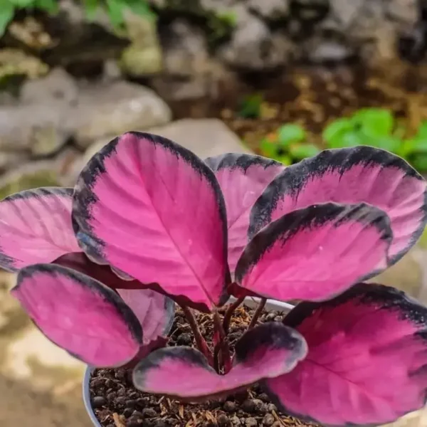 Calathea Picturata Crimson - Image 8