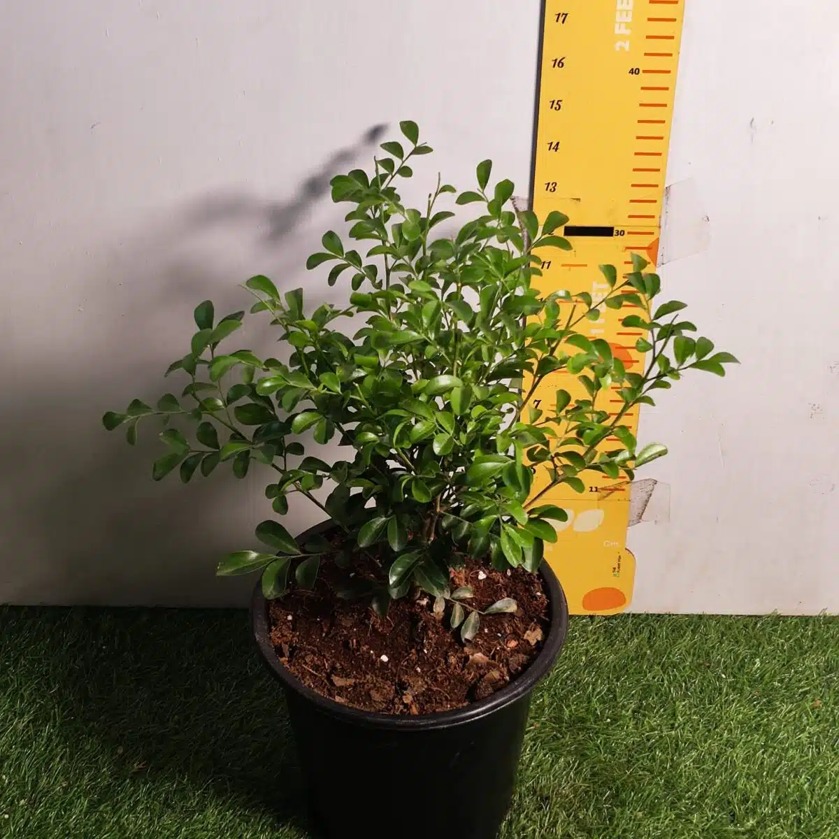 Dwarf Madhu kamini (Murraya Paniculata) Thai Variety - Flowering/Ornamental Live Plant - Image 2