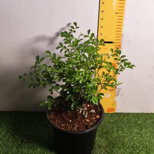 Dwarf Madhu kamini (Murraya Paniculata) Thai Variety - Flowering/Ornamental Live Plant - Image 2