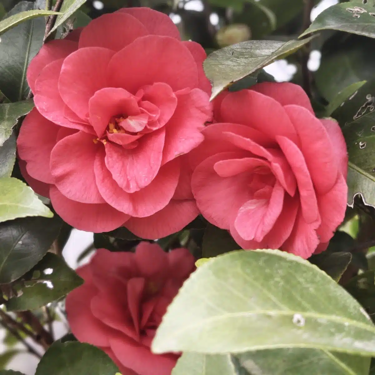 Camellia Japonica 'Pink'- Stunning Flowering Shrub with Pink Blooms - Image 6