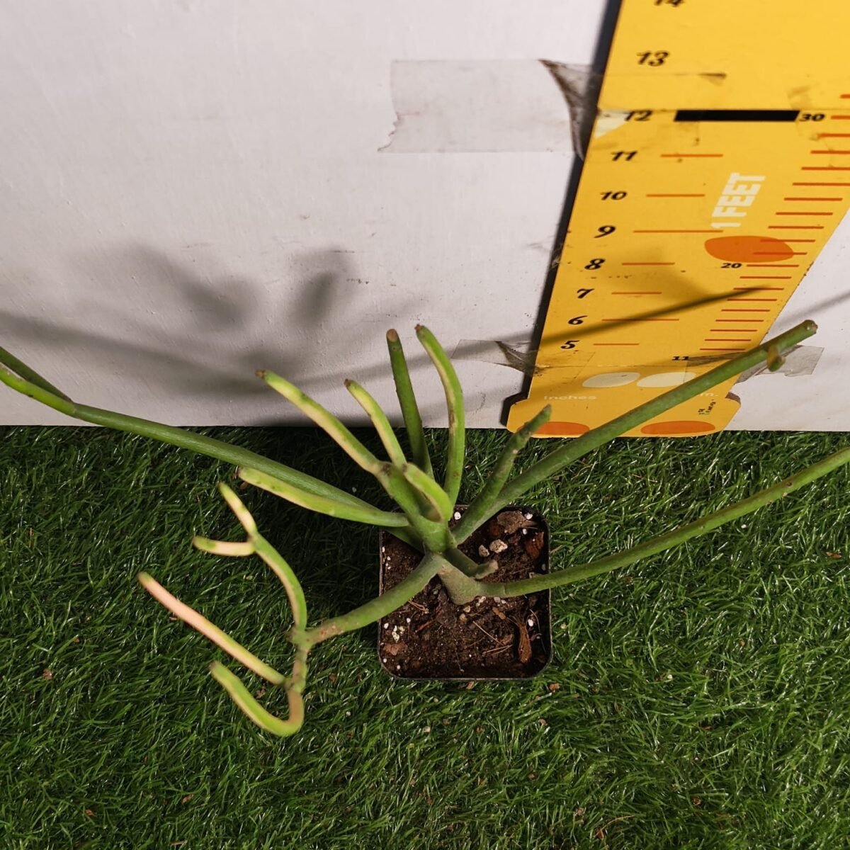 Euphorbia Tirucalli/ Fire Stick (Sticks on Fire/Red Pencil Cactus) Plant - Image 25